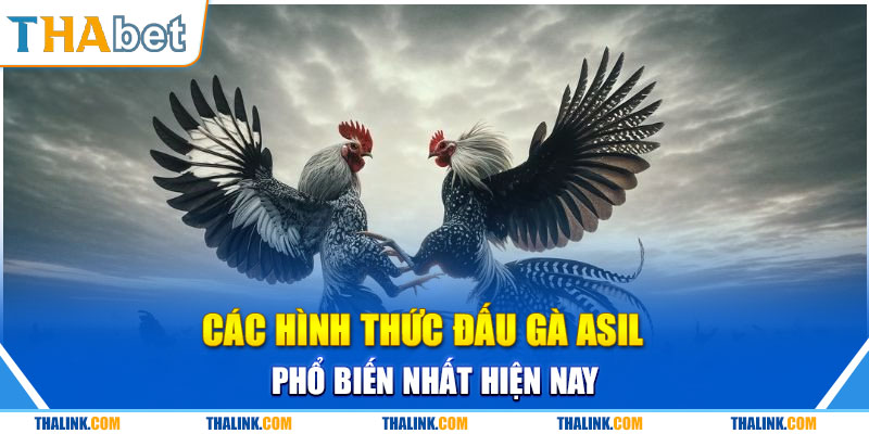 Kinh Nghiệm Bắt Kèo Đá Gà Asil Cực Chuẩn Hay Nhất 2024 Kỹ năng phân tích về thành tích của gà khi soi kèo