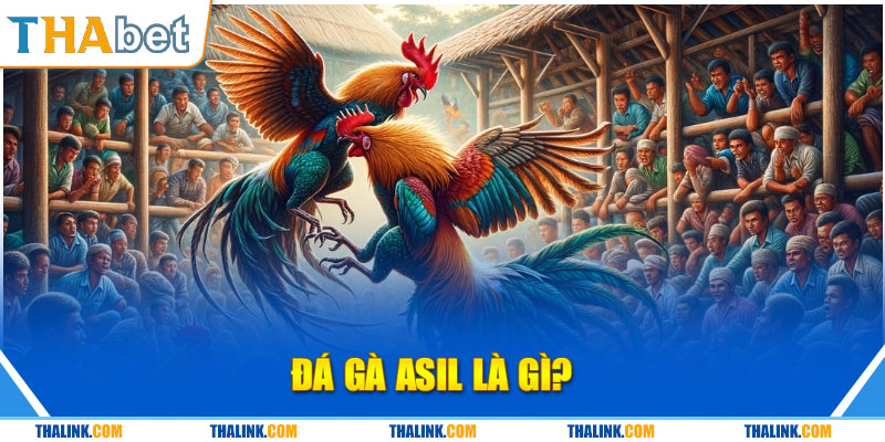 Kinh Nghiệm Bắt Kèo Đá Gà Asil Cực Chuẩn Hay Nhất 2024 Thông tin cần nắm về hình thức đá gà trực tuyến