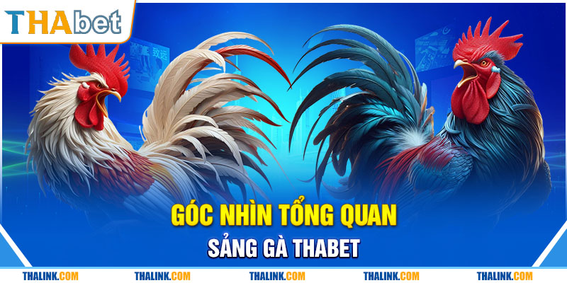 Sân Chơi So Kê Đá Gà Thabet Chất Lượng Bậc Nhất 2024 Góc nhìn tổng quan sảnh đá gà Thabet